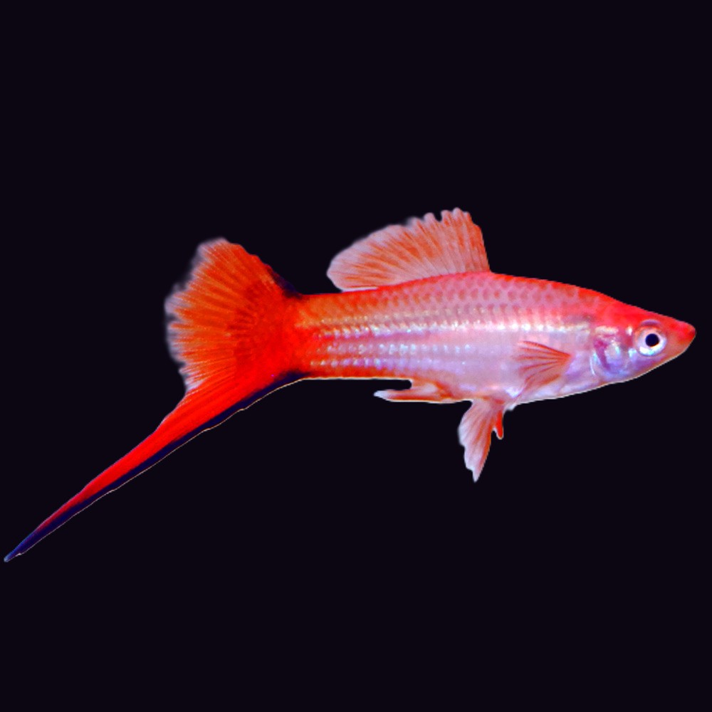 Xiph.helleri-Zwaarddrager pink comet ML